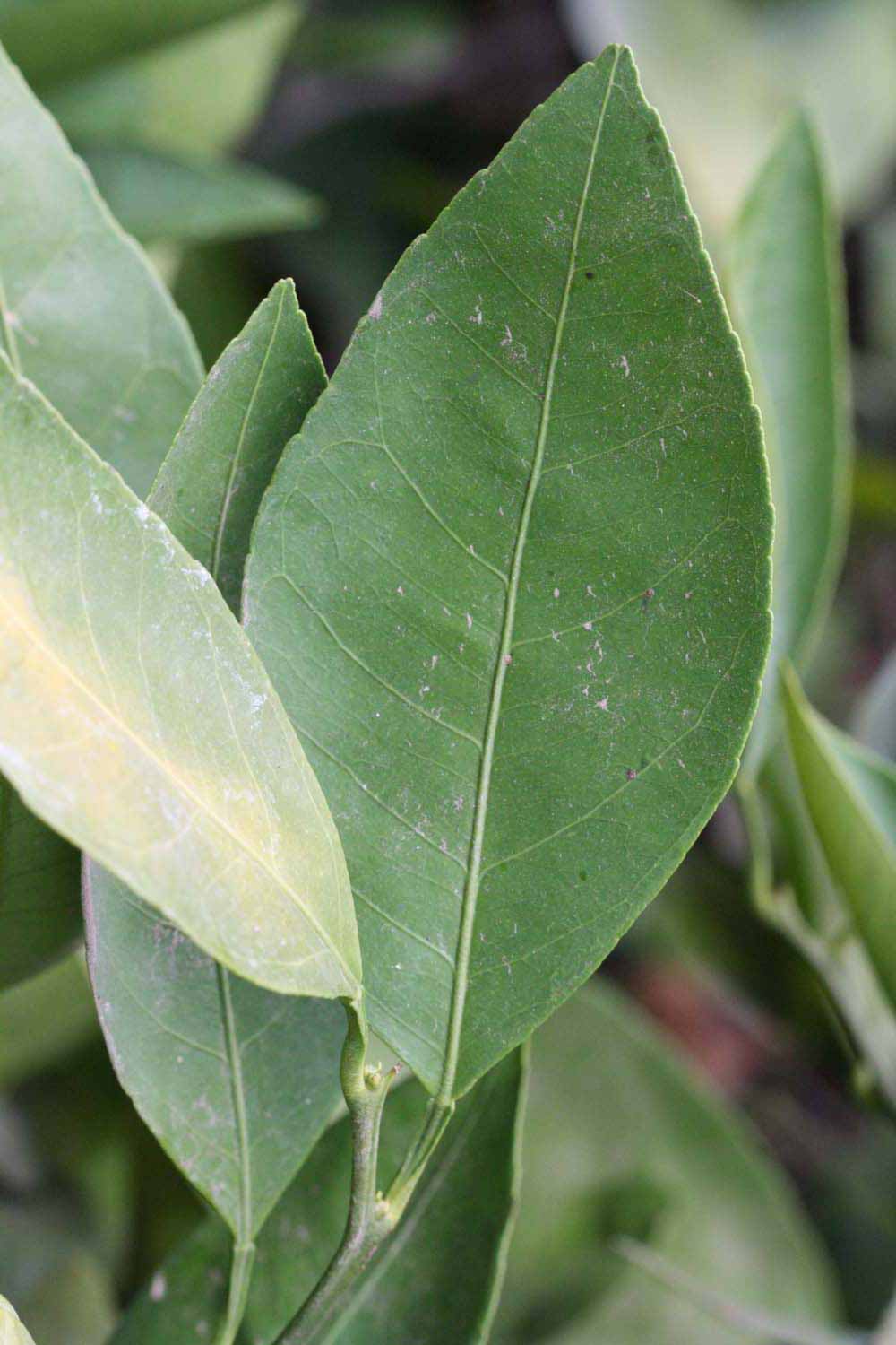              Unifoliolate leaf (Riverside, CA)       